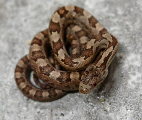 Baby Everglades Ratsnakes
