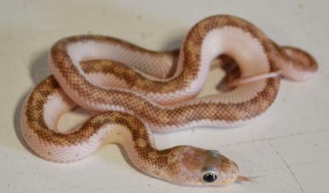 Baby White Sided Black Ratsnakes