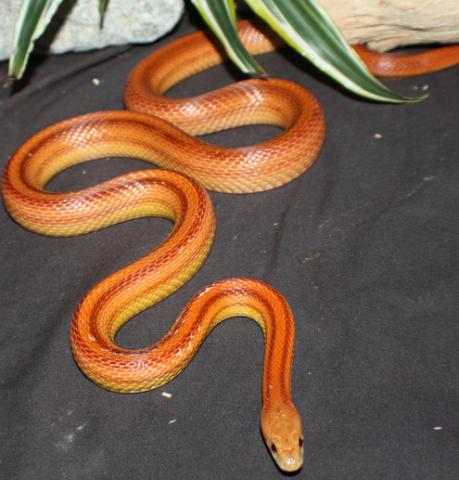 Adult Striped Okeetee Cornsnakes