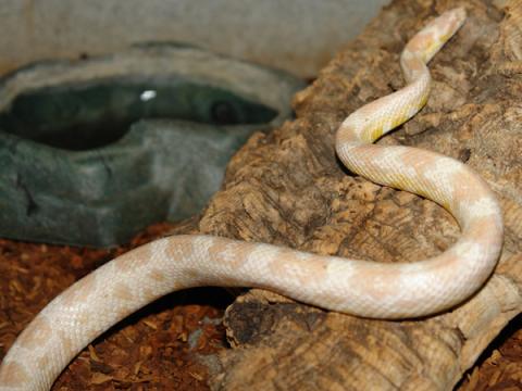 Medium Snow Cornsnakes