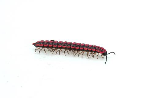 Pink Dragon Millipedes