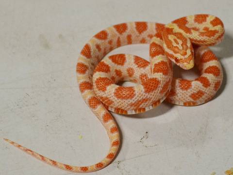 Baby Orange Candy Cane Cornsnakes