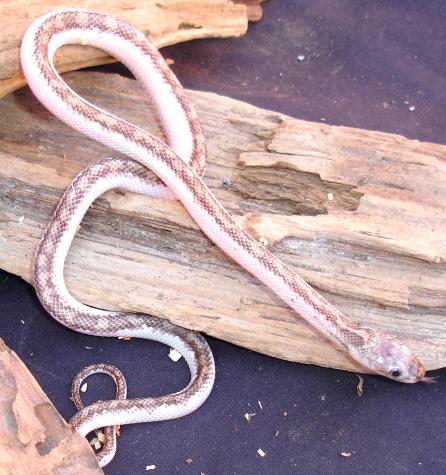 Baby Licorice Ratsnakes