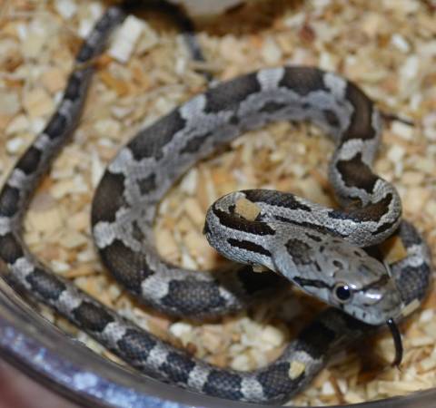 Baby Green x Grey Ratsnakes