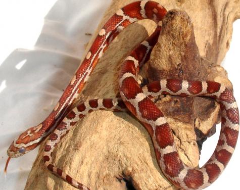 Baby Crimson Cornsnakes