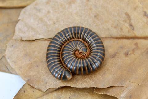 Giant Pink Foot Millipedes