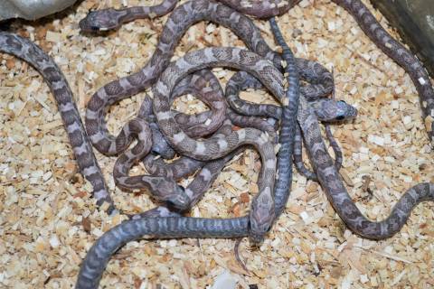 Baby Sunkissed Tessera Cornsnakes