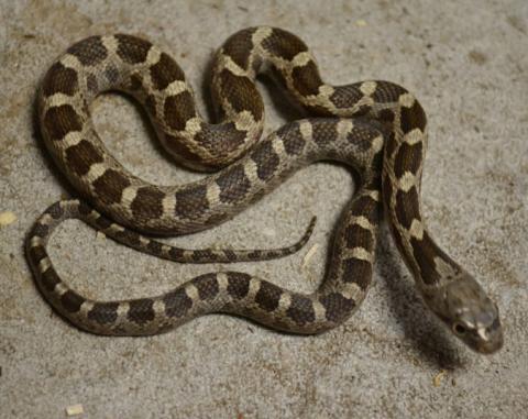 Baby Texas Ratsnakes