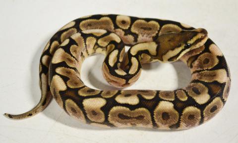 Baby Cinnabee Ball Pythons