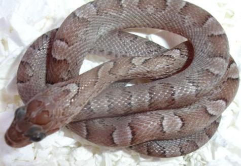 Baby Pewter Cornsnakes