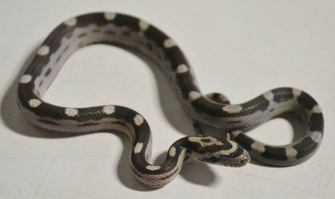 Baby Black Motley Cornsnakes