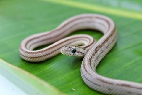 Baby Striped Black Cornsnakes