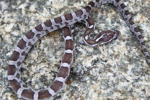 Baby Charcoal Cornsnakes