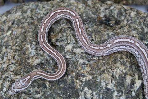 Baby Ghost Tessera Cornsnakes