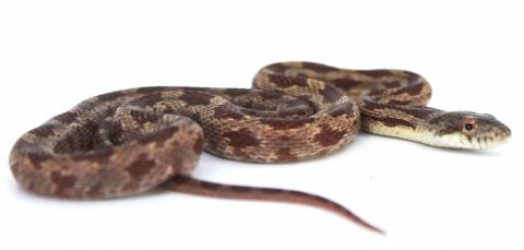 Small Rusty Ratsnakes
