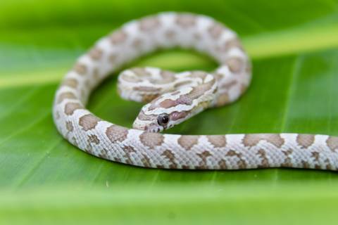 Baby Ghost Cornsnakes