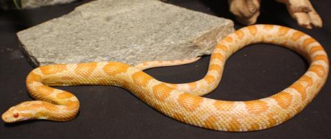 Adult Creamsicle Cornsnakes