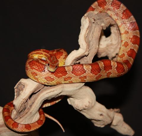 Medium Okeetee Cornsnakes