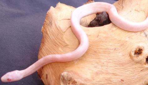 Baby Blizzard Cornsnakes