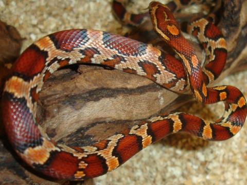 Small Okeetee Cornsnakes