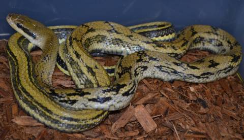 Taiwanese Beauty Ratsnakes
