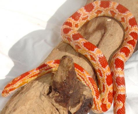 Small Albino Cornsnakes