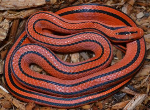 Baby Thai Bamboo Ratsnakes