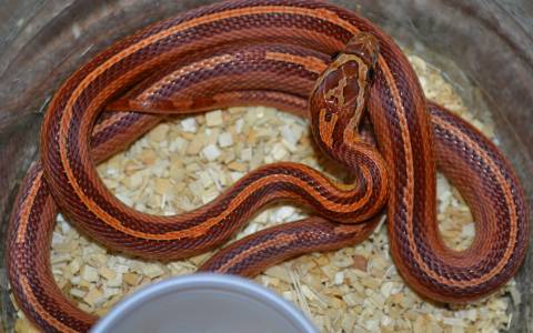 Small Striped Okeetee Cornsnakes