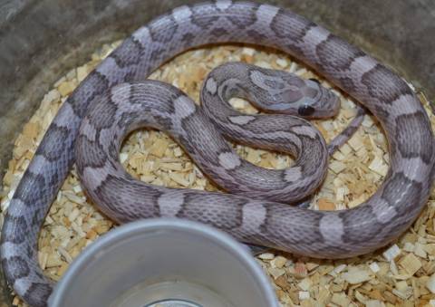 Small Ghost Lavender Cornsnakes