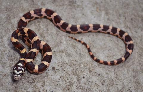 Baby Jungle Kingsnakes