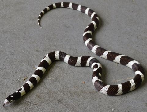 Adult Black & White Banded California Kingsnakes