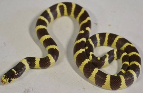 Baby Banded Coastal California Kingsnakes