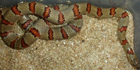 Adult Variable Kingsnakes