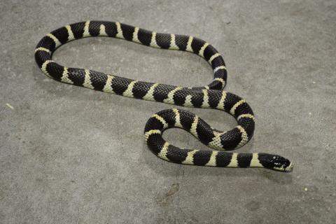 Sub Adult Banded Black & White California Kingsnakes