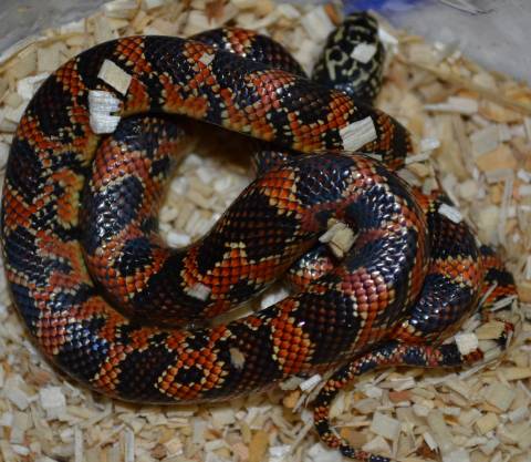 Baby Ghost Brooks x California Kingsnakes