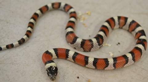 Baby Central Plains Milksnakes