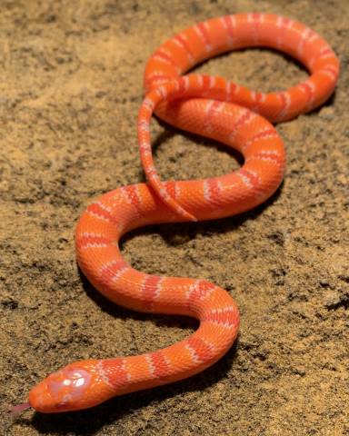Baby Albino Variable Kingsnakes (thayeri)