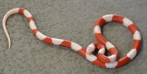 Small Albino Sinaloan Milksnakes
