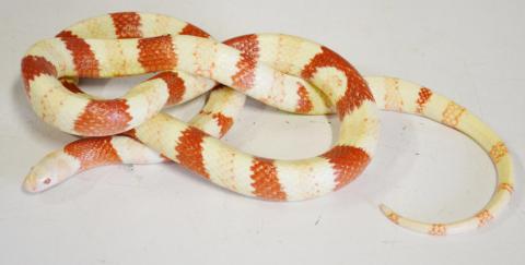 Adult Albino Nelsons Milksnakes