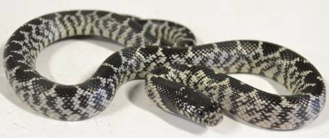 Baby Anery Desert Kingsnakes