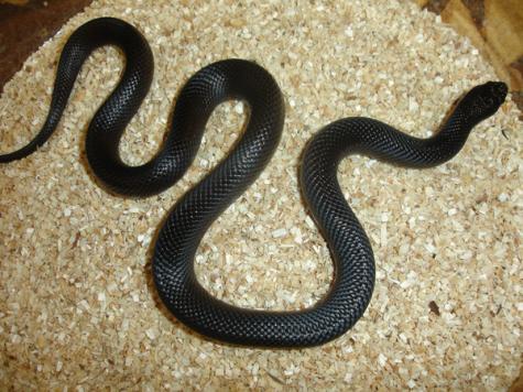 Medium Mexican Black Kingsnakes