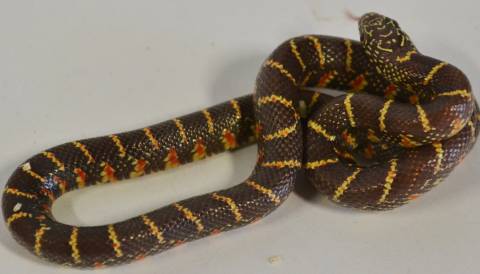 Baby Jelly Florida Kingsnakes