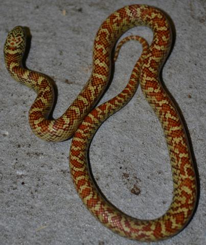 Baby Hypo Florida Kingsnakes