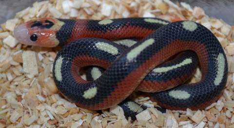 Baby Aberrant Nelsons Milksnakes