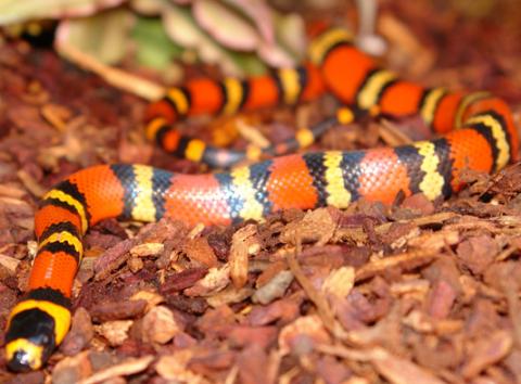 Baby Honduran Milksnakes