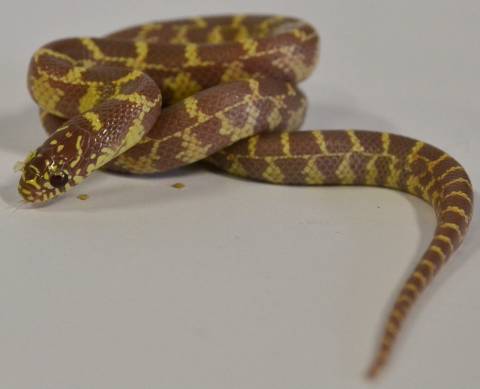 Baby Lavender Albino Florida Kingsnakes