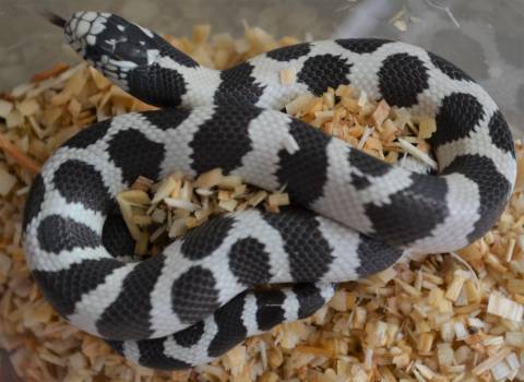 Baby 50/50 Black & White California Kingsnakes