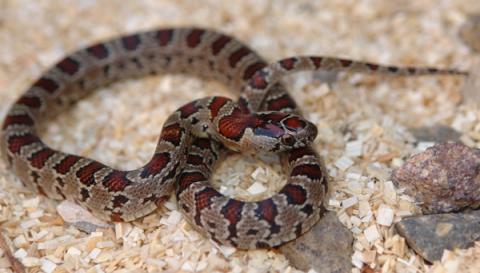Baby San Luis Potosi Kingsnakes