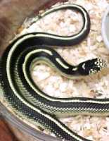 Baby Striped Coastal California Kingsnakes