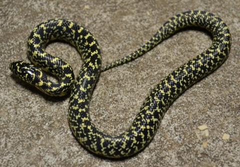 Baby Speckled Kingsnakes